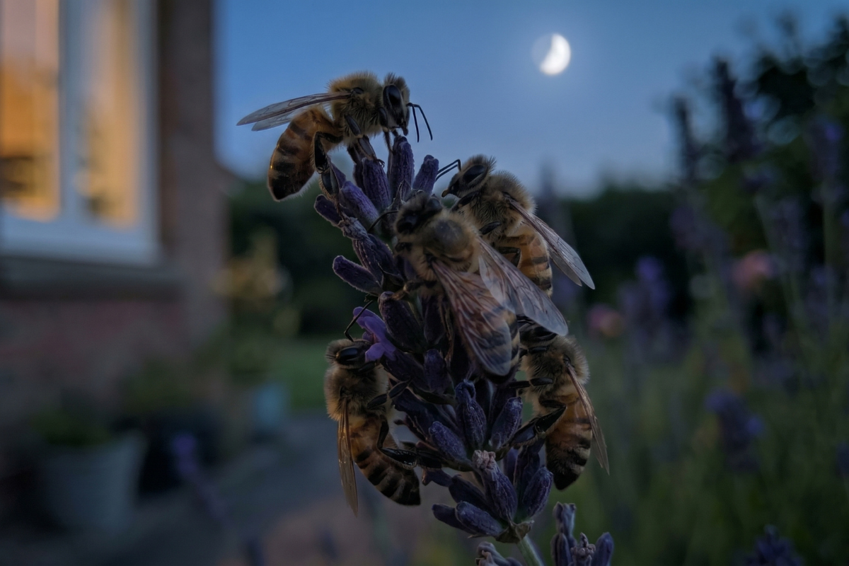 bees sleep