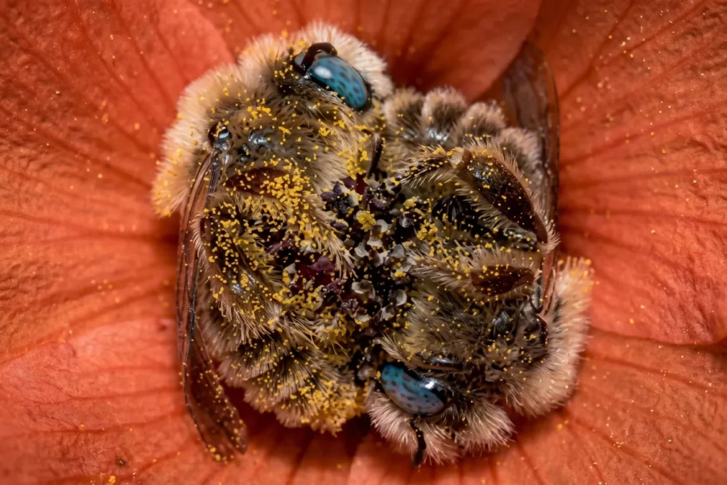 bees resting inside hive