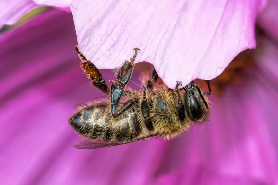 worker bee resting on comb